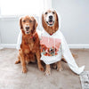 Men's / Women's Premium Pet Portrait Hoodie (White)